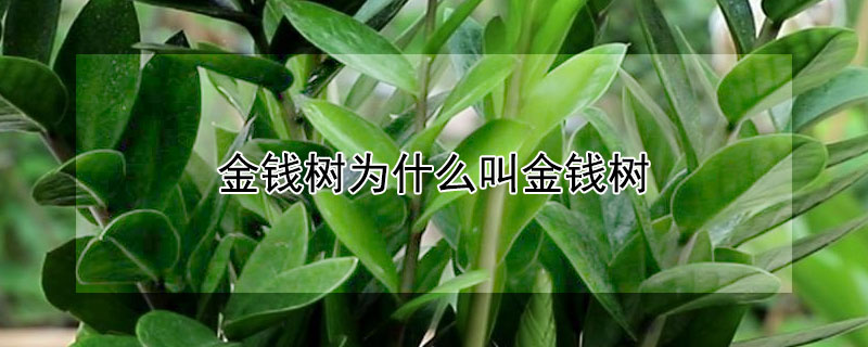 金钱树为什么叫金钱树（金钱树三种人不能养）