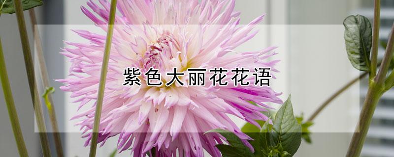 紫色大丽花花语 绚丽紫大丽花