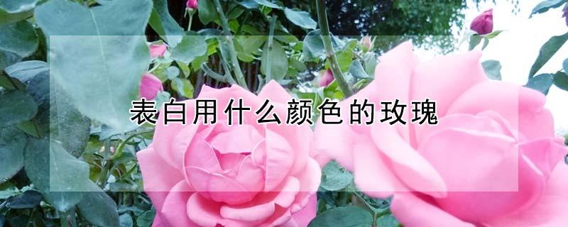 表白用什么颜色的玫瑰 表白用什么颜色的玫瑰比较好