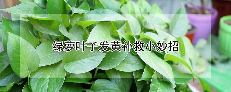绿萝叶子发黄补救小妙招（水培绿萝叶子发黄补救小妙招）