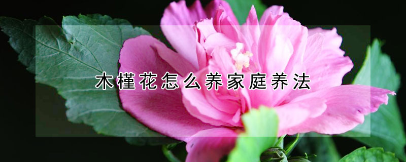 木槿花怎么养家庭养法（木槿花怎么养家庭养法大全）