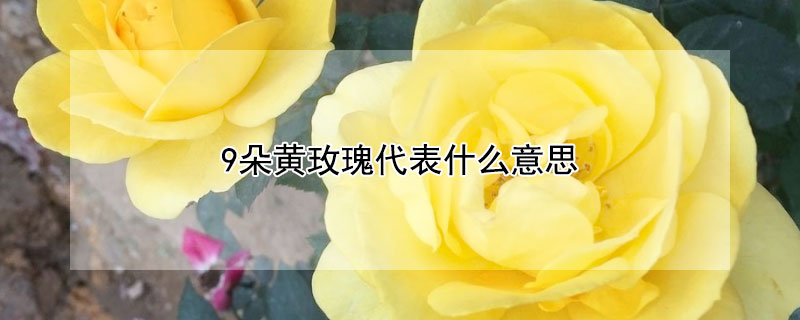 9朵黄玫瑰代表什么意思 9朵黄玫瑰代表什么意思3朵向日葵