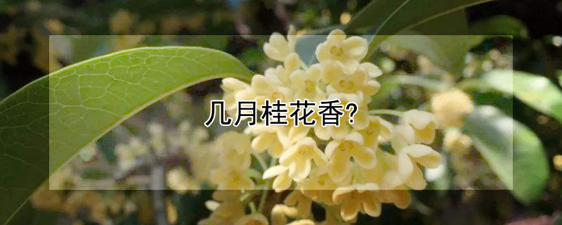 几月桂花香? 十月桂花香还是八月桂花香