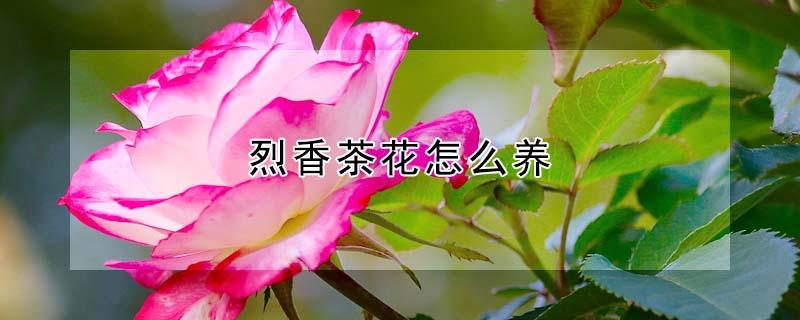 烈香茶花怎么养 烈香茶花养殖方法