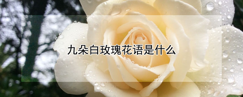 九朵白玫瑰花语是什么（九朵白色玫瑰花花语是什么?）