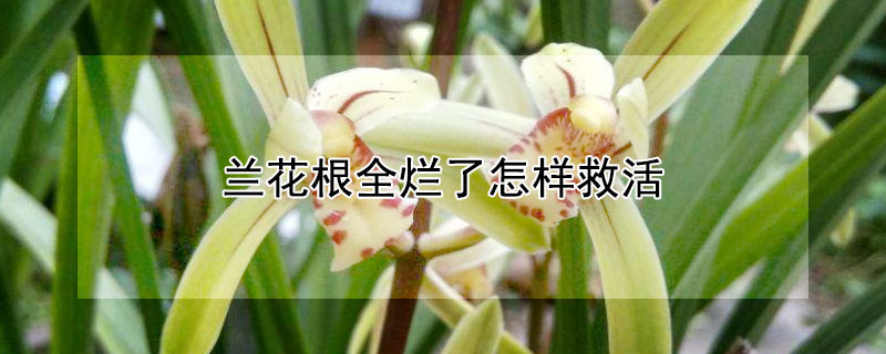 兰花根全烂了怎样救活（兰花根全烂了怎样救活有什么解决方法）