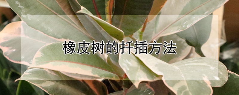 橡皮树的扦插方法 橡皮树的扦插方法水培