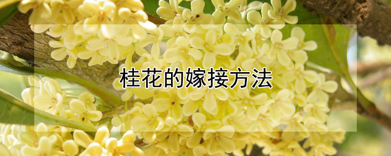 桂花的嫁接方法 桂花的嫁接方法图片