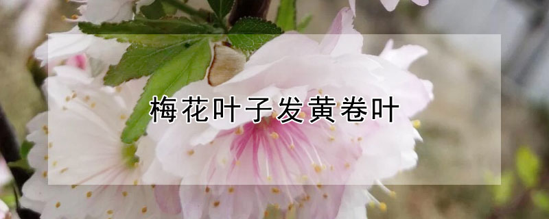 梅花叶子发黄卷叶（梅花叶子发黄卷叶怎么办）