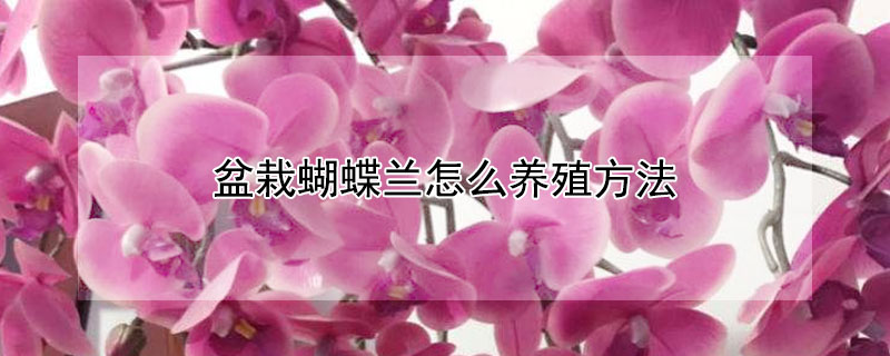 盆栽蝴蝶兰怎么养殖方法（盆栽蝴蝶兰怎么养殖方法图解）