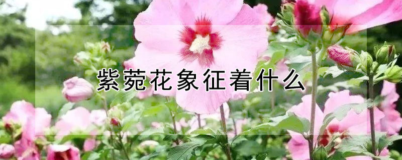 紫菀花象征着什么（紫菀花象征着什么精神）