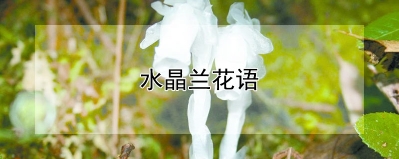 水晶兰花语（水晶兰花语寓意）