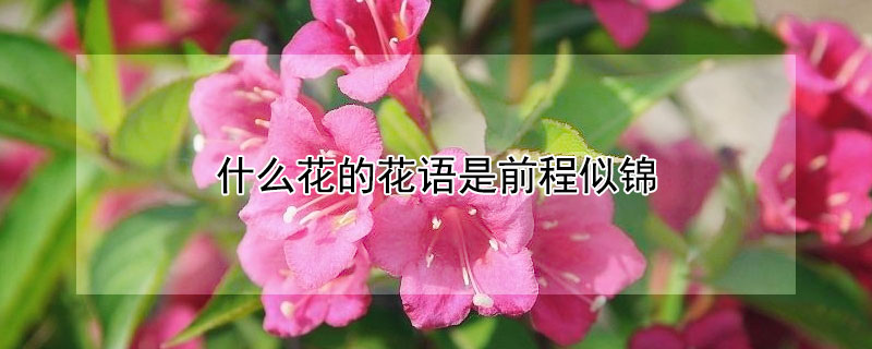 什么花的花语是前程似锦 什么花的花语是前程似锦的爱情
