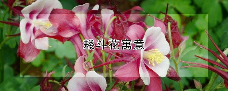 耧斗花寓意 耧斗花好养吗