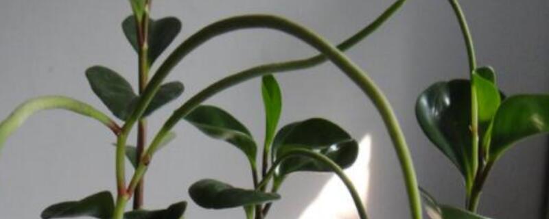 碧玉花的花语 碧玉花寓意是什么
