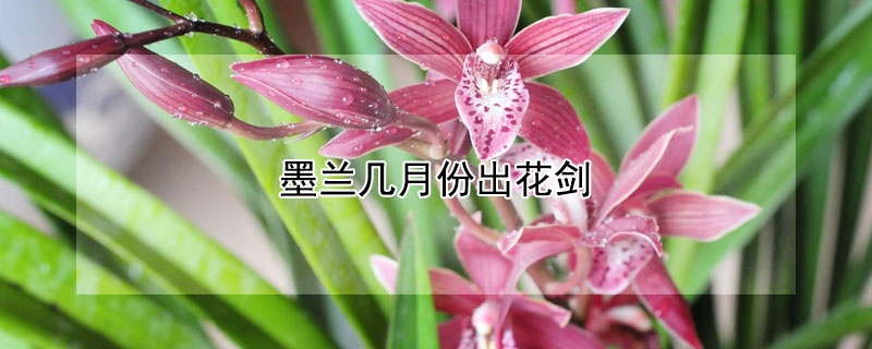 墨兰几月份出花剑 墨兰几月份出花剑开花
