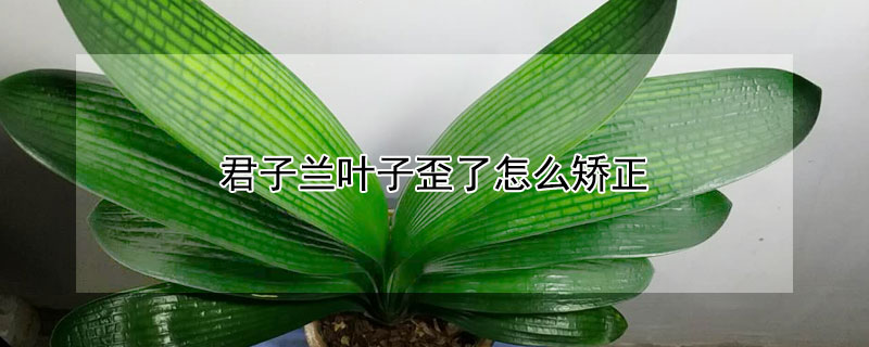 君子兰叶子歪了怎么矫正 君子兰叶子歪了怎么矫正图片