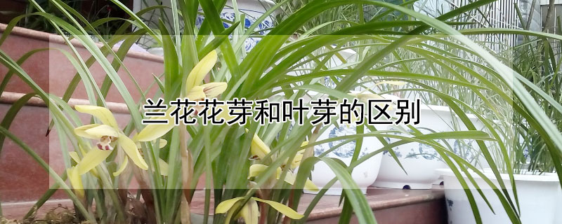 兰花花芽和叶芽的区别（兰花花芽和叶芽的区别）
