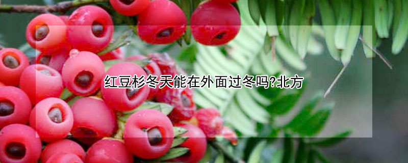 红豆杉冬天能在外面过冬吗?北方 50公分大杉木价格