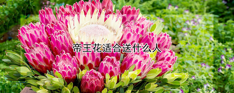 帝王花适合送什么人 帝王花一只大概多少钱