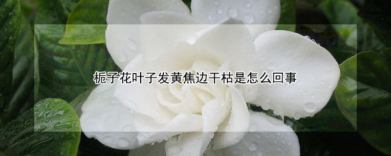 栀子花叶子发黄焦边干枯是怎么回事 栀子花叶子发黄发干是怎么回事