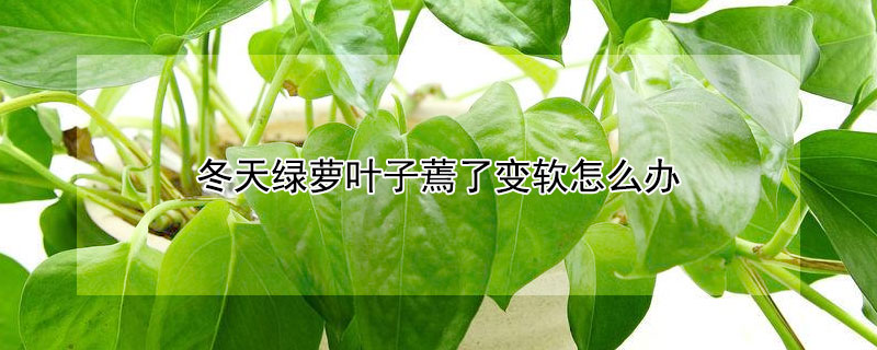 冬天绿萝叶子蔫了变软怎么办（冬天绿萝叶子蔫了变软怎么办呢）