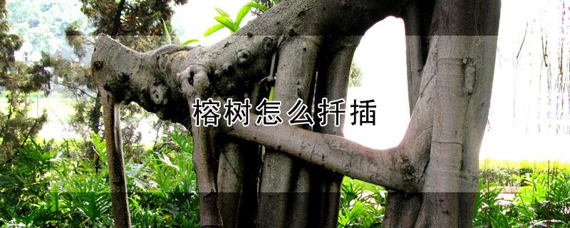 榕树怎么扦插 榕树怎么扦插最好