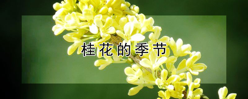 桂花的季节 中庭地白树栖鸦冷露无声湿桂花的季节