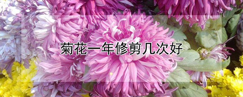 菊花一年修剪几次好 菊花一年修剪几次好呢