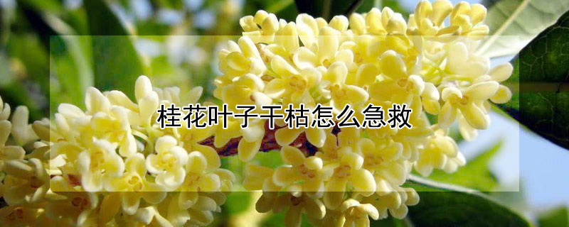 桂花叶子干枯怎么急救 桂花叶子干枯怎么急救视频