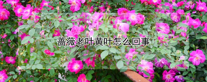 蔷薇老叶黄叶怎么回事（蔷薇老叶黄叶怎么回事儿）