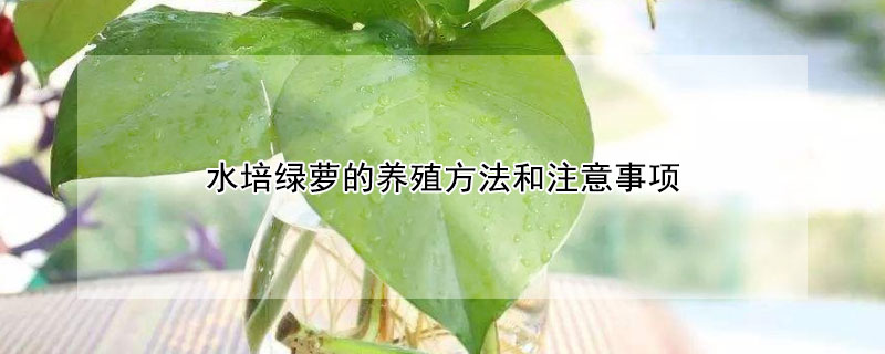 水培绿萝的养殖方法和注意事项（水培绿萝的养殖方法和注意事项视频）