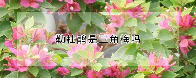 勒杜鹃是三角梅吗（勒杜鹃和三角梅有什么区别）