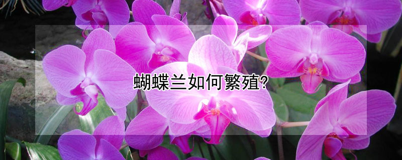 蝴蝶兰如何繁殖?（蝴蝶兰如何繁殖下一代）