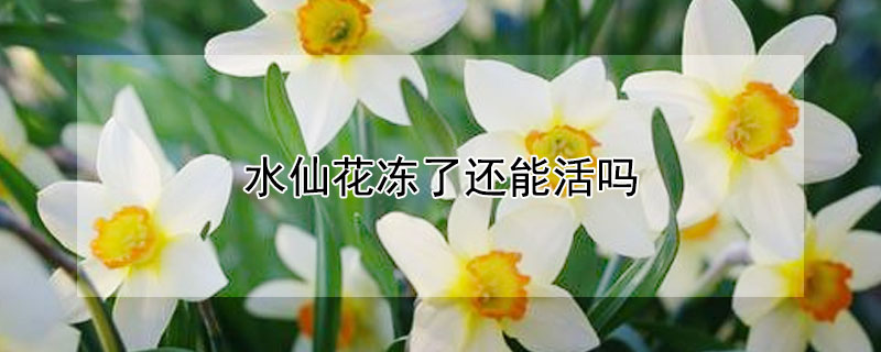 水仙花冻了还能活吗（水仙花冻了还能活吗怎么养）