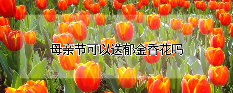 母亲节可以送郁金香花吗（母亲节可以送郁金香嘛）
