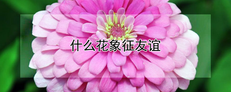 什么花象征友谊（什么花象征友谊,永恒）