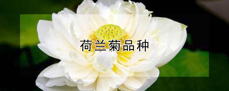 荷兰菊品种 荷兰菊品种有哪些