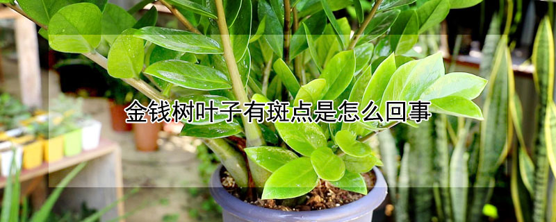 金钱树叶子有斑点是怎么回事 金钱树叶子有斑点怎么办