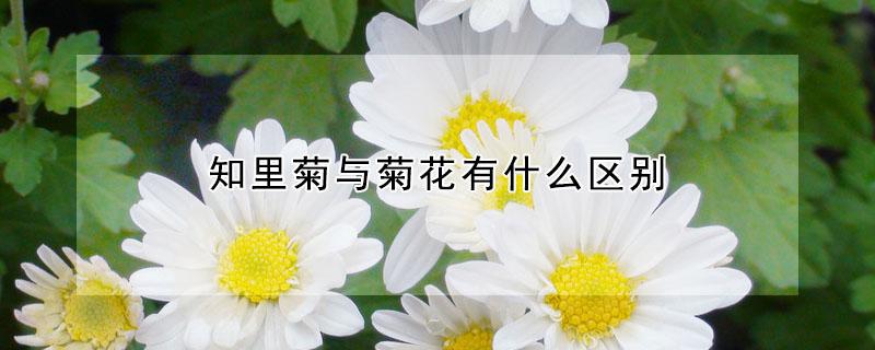 知里菊与菊花有什么区别（知里菊的别名）