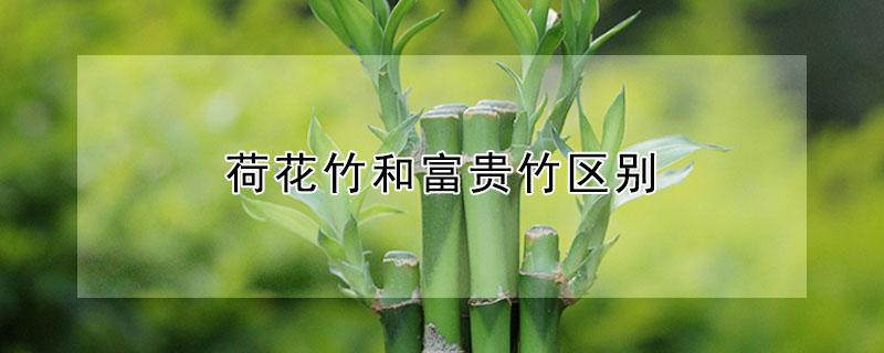荷花竹和富贵竹区别 荷花竹和富贵竹区别在哪