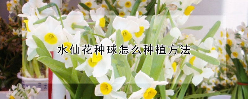 水仙花种球怎么种植方法（水仙花种球怎么种植方法视频）