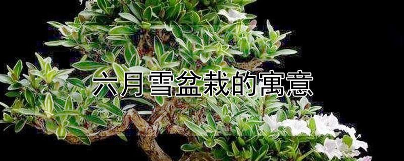 六月雪盆栽的寓意 六月雪什么人不能养