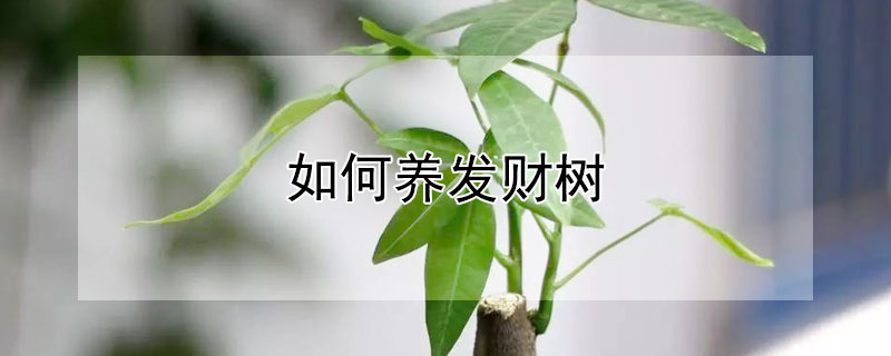 如何养发财树 冬季如何养发财树