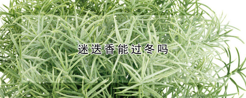 迷迭香能过冬吗（迷迭香能过冬吗百度百科）