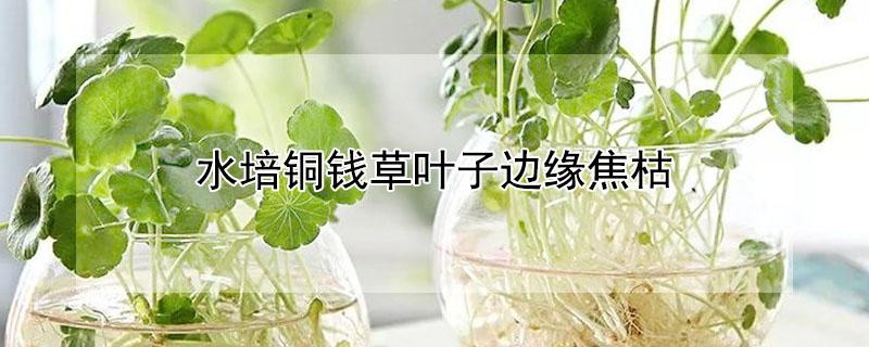 水培铜钱草叶子边缘焦枯（水培铜钱草叶片发黄）
