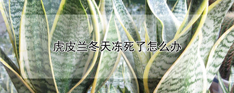 虎皮兰冬天冻死了怎么办（虎皮兰冬天冻死了,春天会发芽吗?）