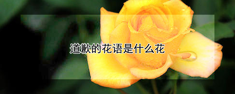道歉的花语是什么花 给女朋友道歉用的花