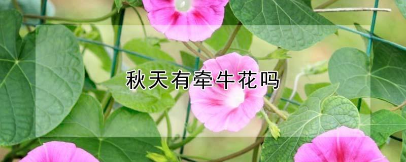 秋天有牵牛花吗（秋天有牵牛花吗?什么颜色）