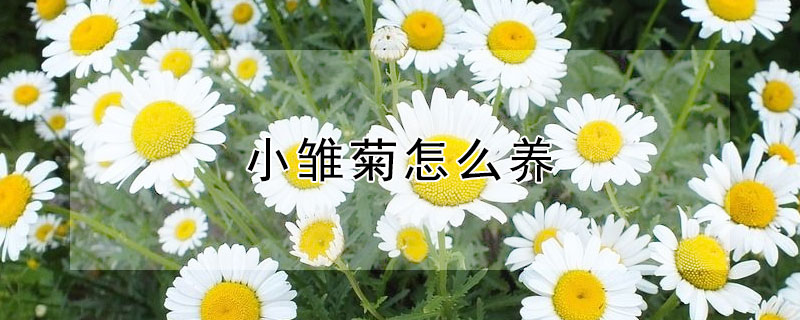 小雏菊怎么养（小雏菊怎么养家庭养法）